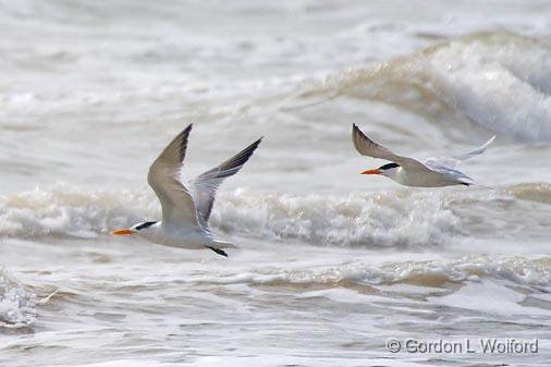 Royal Terns In Flight_41933B.jpg - Royal Tern (Thalasseus maximus, syn. Sterna maxima)Photographed along the Gulf coast on Mustang Island near Corpus Christi, Texas, USA.